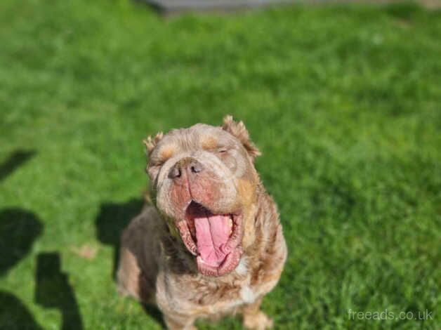 Old English bulldogs sisters for sale in Wisbech, Cambridgeshire - Image 5