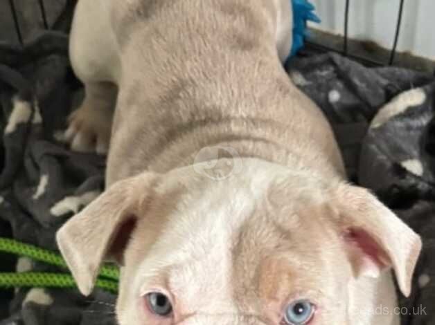 Bulldog Puppies for sale in Midlothian