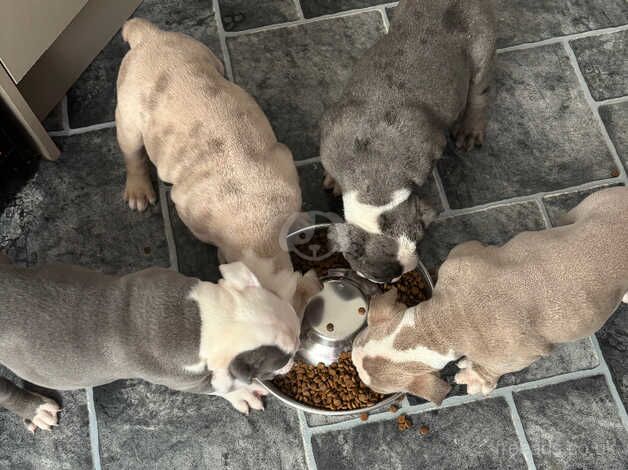 Old English bully pups for sale in Bonnyrigg, Midlothian - Image 5