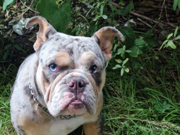 Old tyme bulldog for sale in Ebbw Vale/Glyn Ebwy, Blaenau Gwent