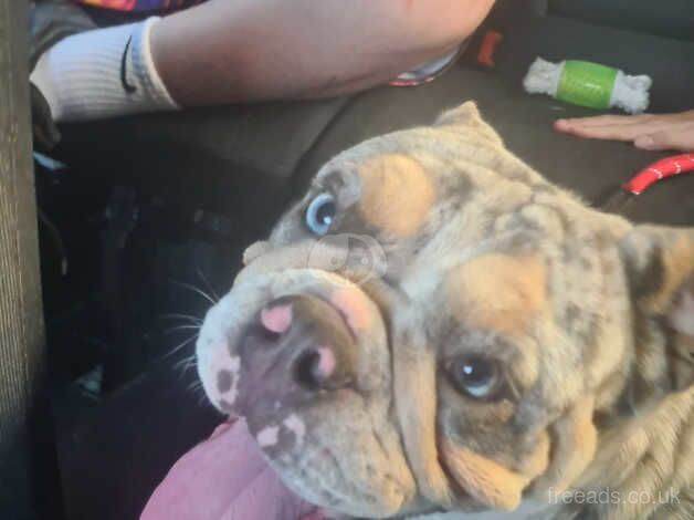 Old tyme bulldog for sale in Ebbw Vale/Glyn Ebwy, Blaenau Gwent - Image 4