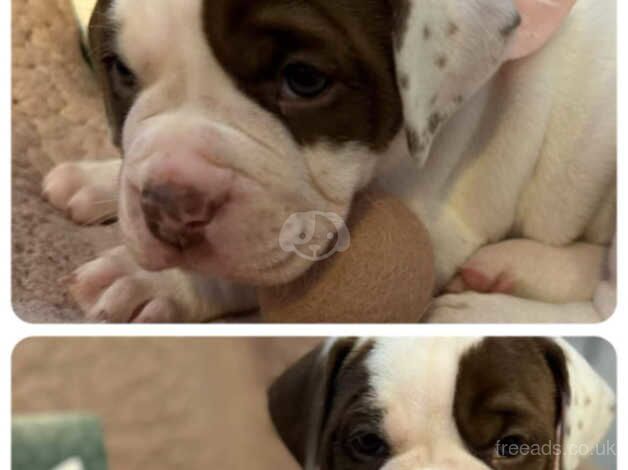 Old tyme English bulldogs for sale in Northampton, Northamptonshire - Image 2