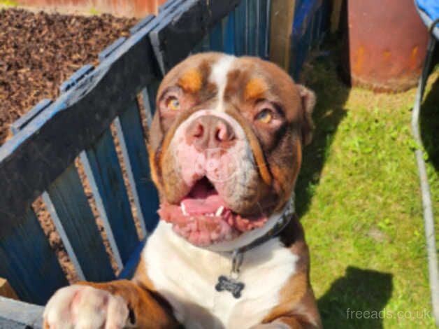 Bulldog Puppies for sale in Staffordshire