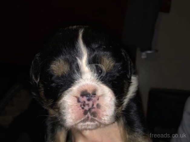 English Bulldogs for sale in Edinburgh, City of Edinburgh