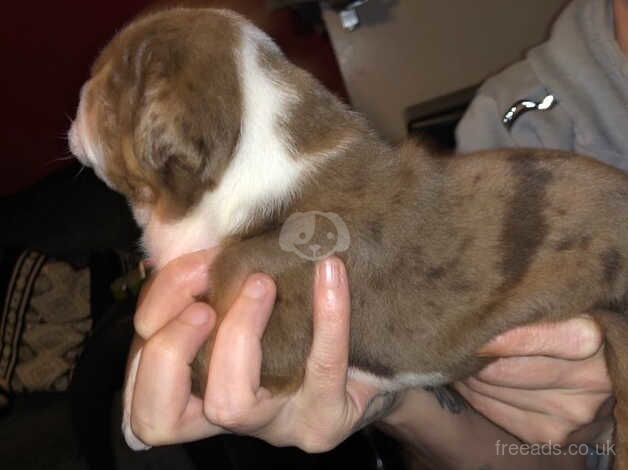 Olde english bulldog for sale in Edinburgh, City of Edinburgh - Image 3