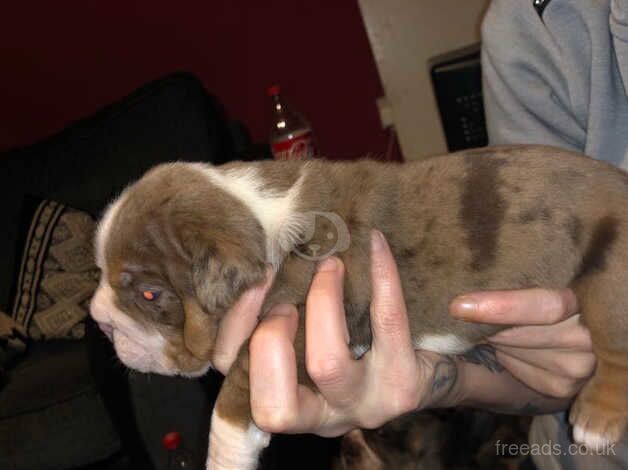 Bulldog Puppies for sale