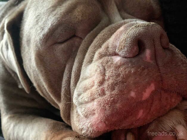 Olde English bulldog for sale in Gillingham, Dorset