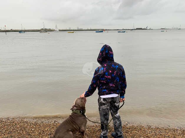 Olde English bulldog for sale in Gillingham, Dorset - Image 2