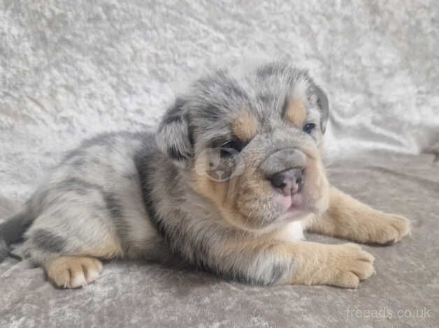 Olde English Bulldog Puppies for sale in Doncaster, South Yorkshire