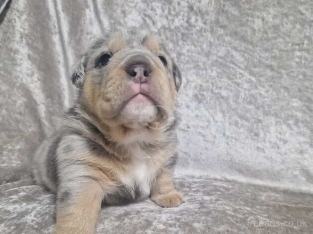 Olde English Bulldog Puppies for sale in Doncaster, South Yorkshire - Image 2