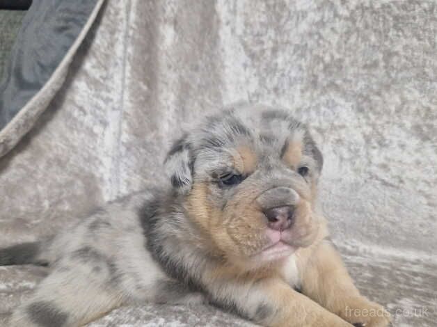 Bulldog Puppies for sale in South Yorkshire