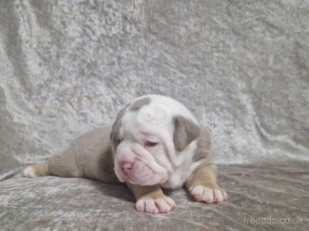 Bulldog Puppies for sale