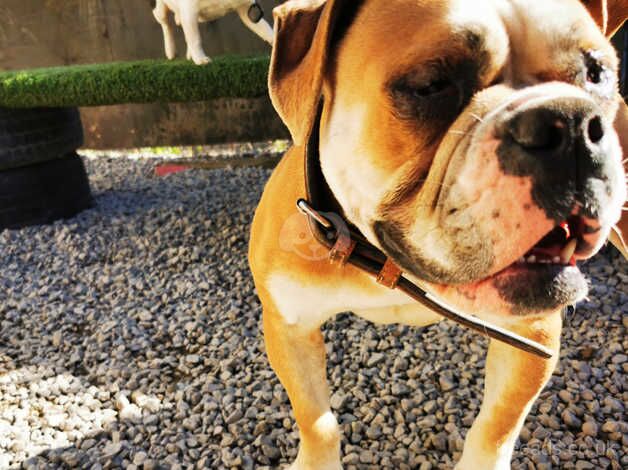 Olde english bulldogge for sale in Chorley, Lancashire