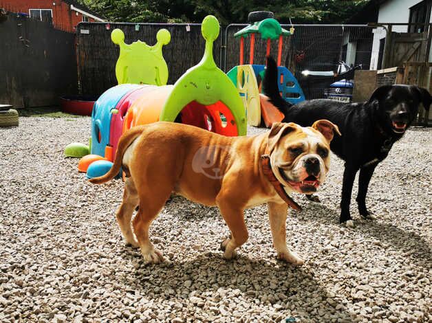 Olde english bulldogge for sale in Chorley, Lancashire - Image 3