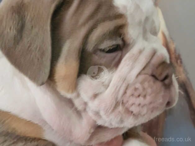 Olde English Bulldogge for sale in Preston, Lancashire