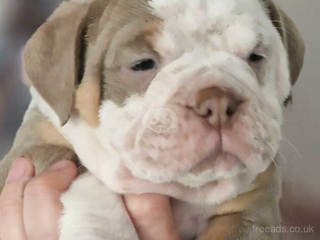 Bulldog Puppies for sale in Lancashire