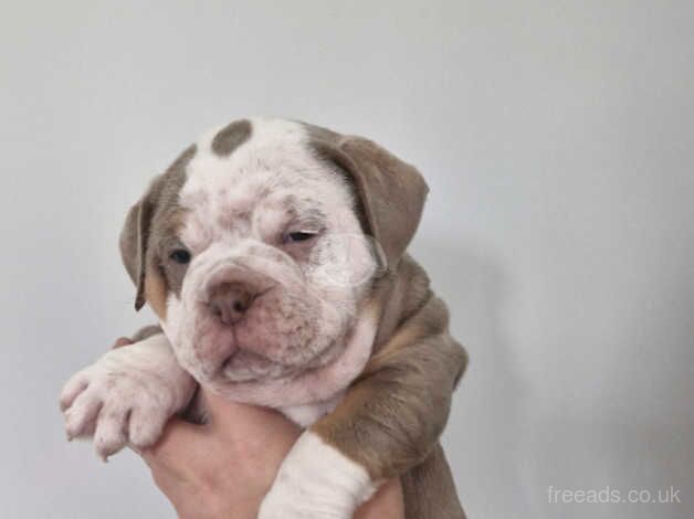 Olde English Bulldogge for sale in Preston, Lancashire - Image 5