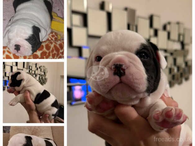 Olde English Bulldogge puppies for sale in Sutton, Sutton, Greater London