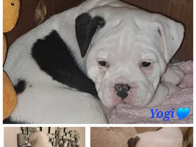 English Bulldogs for sale in Sutton, Sutton, Greater London