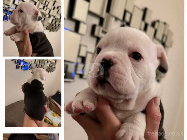 KC Registered Bulldog Puppies for sale in Greater London