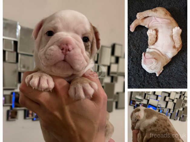 Bulldog Puppies for sale