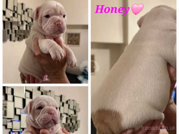 Olde English Bulldogge puppies for sale in Sutton, Sutton, Greater London - Image 5