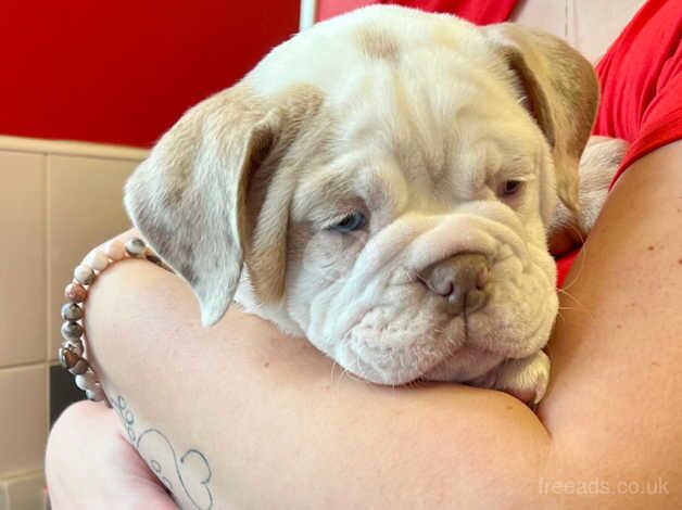 English Bulldogs for sale in Ramsgate, Kent