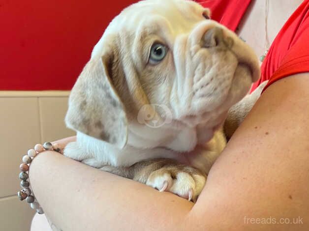 Olde English bulldogge puppy for sale in Ramsgate, Kent - Image 3