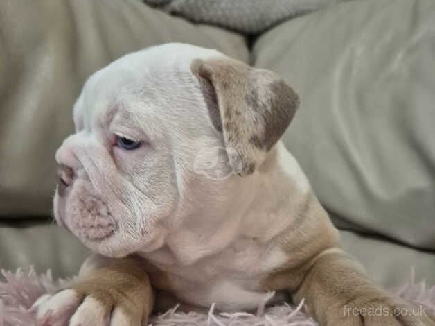 Olde English bulldogge puppy for sale in Ramsgate, Kent - Image 4