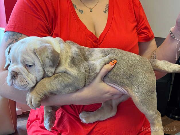 Olde English bulldogge puppy for sale in Ramsgate, Kent - Image 5