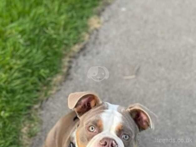 Olde English bulldoggee looking for forever home for sale in Dudley, West Midlands