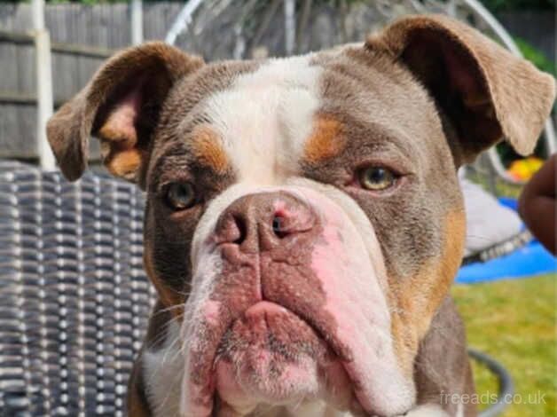 Olde English bulldoggee looking for forever home for sale in Dudley, West Midlands - Image 3