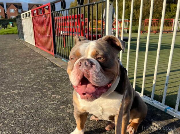 Olde English bulldoggee looking for forever home for sale in Dudley, West Midlands - Image 4