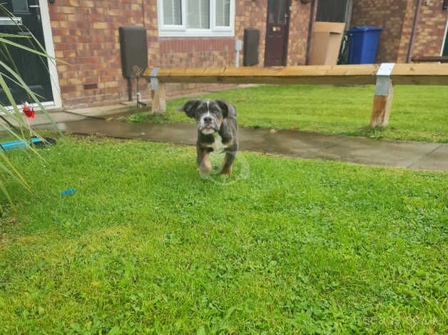 KC Registered Bulldog Puppies for sale in Lancashire