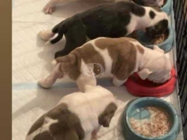 Olde English puppies for sale in Kidderminster, Worcestershire