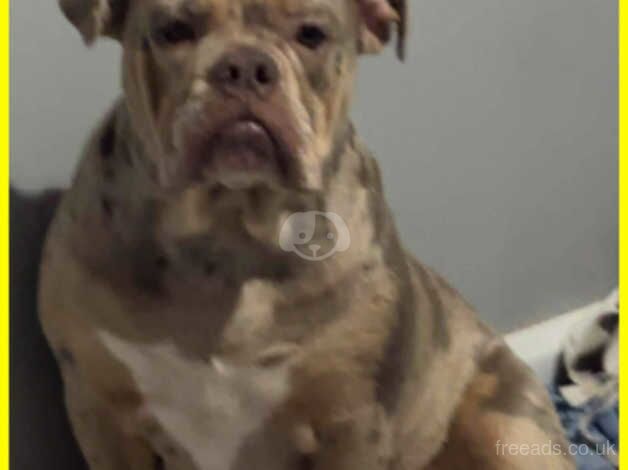 Olde Tyme English bulldog for sale in Barnsley, South Yorkshire