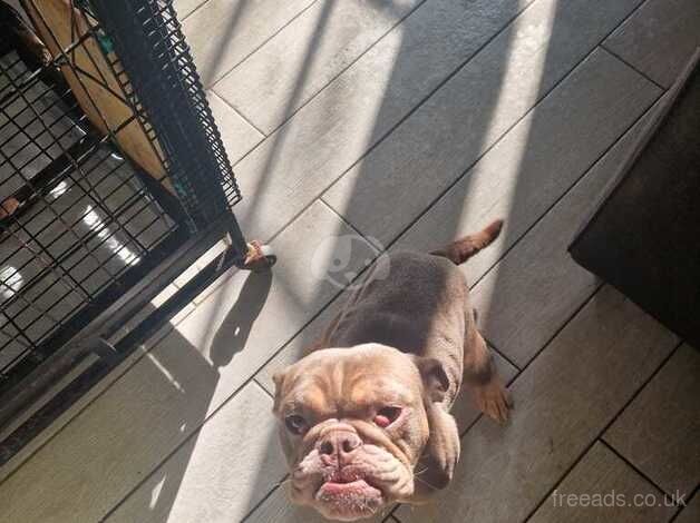 Bulldog Puppies for sale in Nottinghamshire