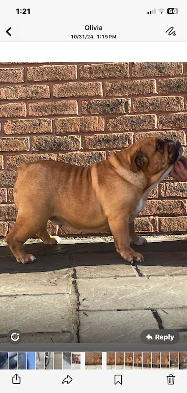 English Bulldogs for sale in Cardiff