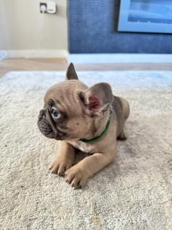 Ready To Leave KC Beautiful French Bulldog Puppies for sale in Laceby, Lincolnshire