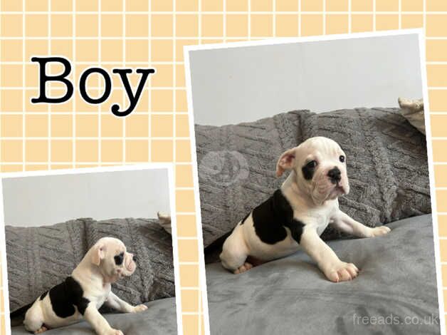 * READY TO LEAVE NOW* 7 olde English bulldogg puppies for sale in Newhaven, East Sussex