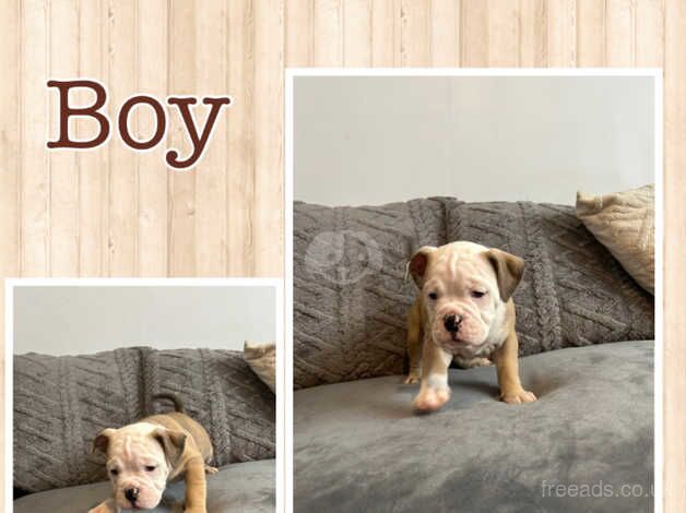 * READY TO LEAVE NOW* 7 olde English bulldogg puppies for sale in Newhaven, East Sussex - Image 2