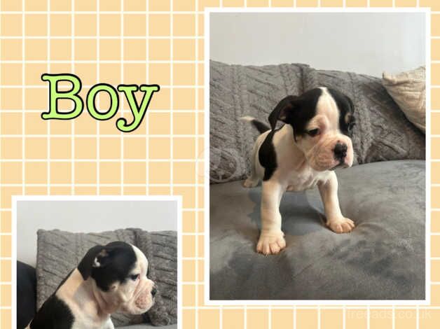 KC Registered Bulldog Puppies for sale in East Sussex