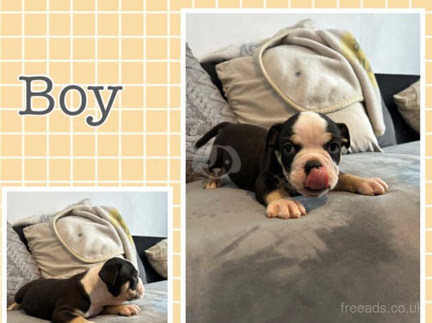 * READY TO LEAVE NOW* 7 olde English bulldogg puppies for sale in Newhaven, East Sussex - Image 4