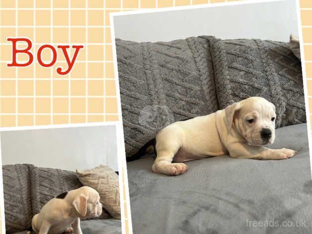 * READY TO LEAVE NOW* 7 olde English bulldogg puppies for sale in Newhaven, East Sussex - Image 5