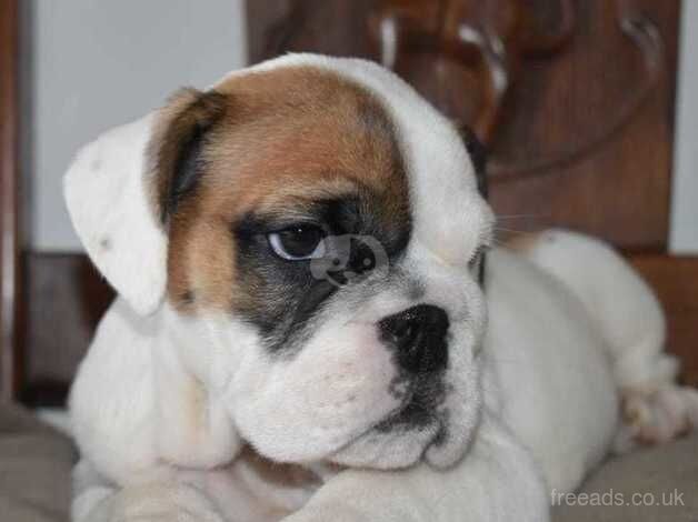 English Bulldogs for sale in Merthyr Tydfil, Merthyr Tydfil