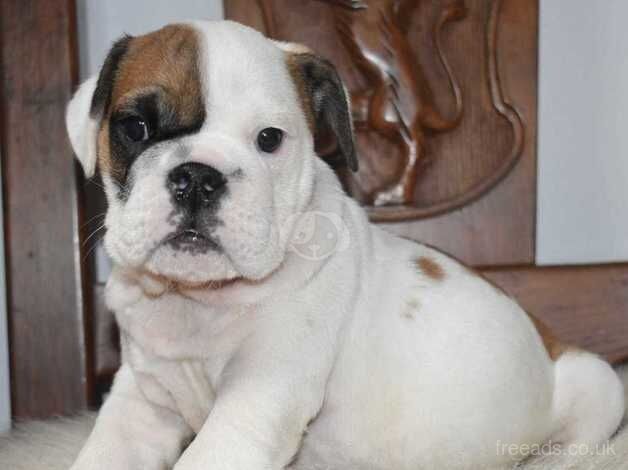 KC Registered Bulldog Puppies for sale in Merthyr Tydfil