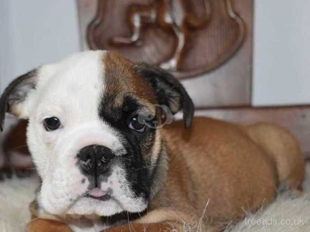 Bulldog Puppies for sale