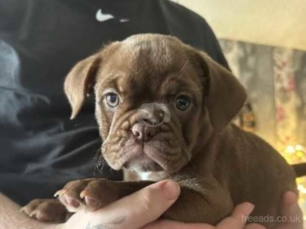 Bulldog Puppies for sale in West Midlands