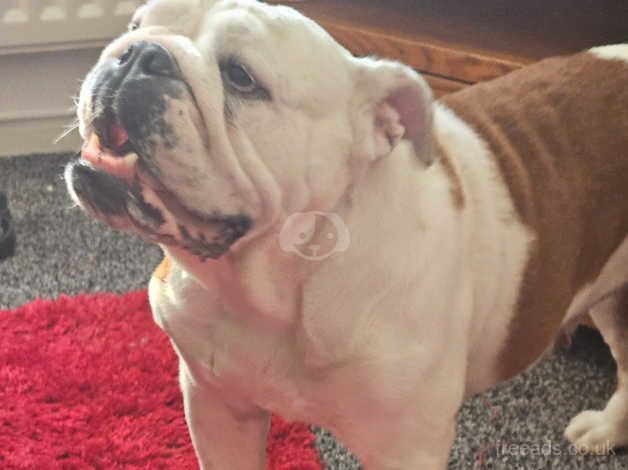 Rosie for sale in Maidstone, Kent