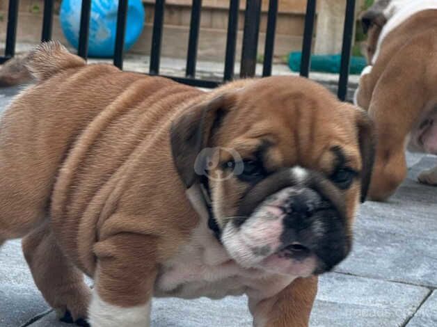 Specially trained & Socialized pure English Bulldog puppies for sale in Bournemouth, Dorset